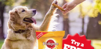Pedigree DentaStix Free Sample Offer
