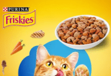 Purina cat Food free sample